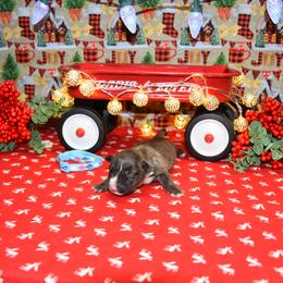 Blue collar Male - Brindle male Miniature Bull Terrier puppy in Fontana, California from JLB Beagles & MBT