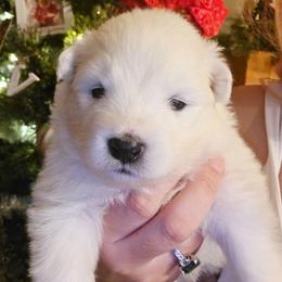 Pink - White female Samoyed puppy in San Antonio, Texas from Hill Country Samoyeds