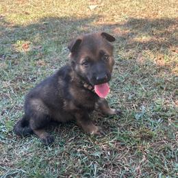 Grey Collar Female - Sable female German Shepherd puppy in Milan, Illinois from Stonewick German Shepherds