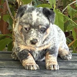 L64-05 - Blue mottled male Australian Cattle Dog puppy in Sheridan, Oregon from 6pk Cattledogs