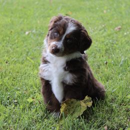 Miniature American Shepherd Puppies from LF Ranch