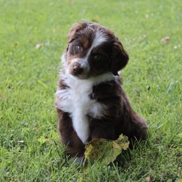 Miniature American Shepherd Puppies from LF Ranch