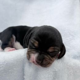 Pocket Beagle Trotter - Black tan and white male Beagle puppy in Gentry, Arkansas from HC Puppy Ranch