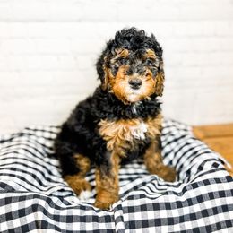 Hana - Bernedoodle puppy in Lehi, Utah from Larsen Litters