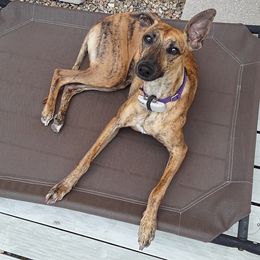 Brie - Whippet