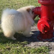 Chow Chow from SAIKOTIQ.KENNELS