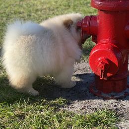 Chow Chow from SAIKOTIQ.KENNELS