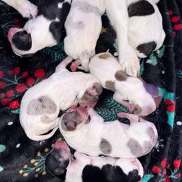 Boy 3 - Merle male Chihuahua puppy in Harrison, Michigan from Cloud9 Chihuahuas