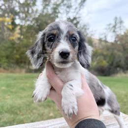 Dapple piebald - Dapple male Dachshund puppy in Umatilla County, Oregon from Divine Dogs
