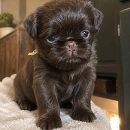 Yellow girl - Brown female Brussels Griffon puppy in Welch, Minnesota from Baringer Brussels