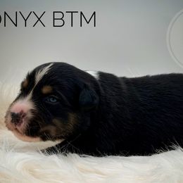 Onyx - Black tri-color male Australian Shepherd puppy in Petersburg, Indiana from Royal Aussie’s