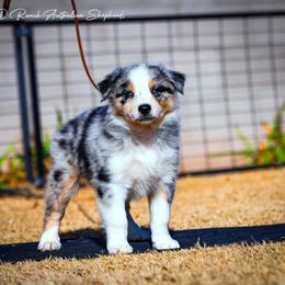 Atlas - Blue merle male Australian Shepherd puppy in Pima, Arizona from Lazy D Ranch Australian Shepherds