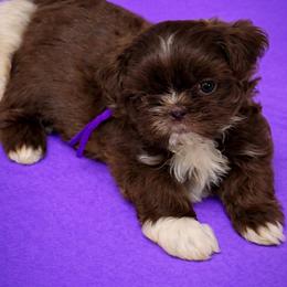 Teddy - Liver male Shih Tzu puppy in Berkeley Springs, West Virginia from Sandridge Shih Tzus