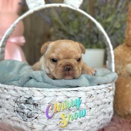 Three's Company, Chrissy Snow - Cream female French Bulldog puppy in Salem, Oregon from Toy House Frenchies