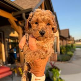 Flo - Apricot female Poodle puppy in Sperry, Oklahoma from PuppyLove Poodles
