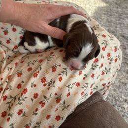 Bailey - Liver and white male English Springer Spaniel puppy in St Johnsbury, Vermont from Paradise Valley Springers