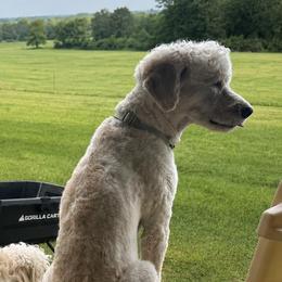 Clyde - Goldendoodle
