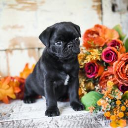 Aurora - Black female Pug puppy in Placerville, California from Gold Leaf Farm Pugs