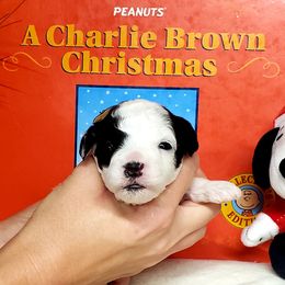 Girl 2 - White Maltipoo puppy in Mabelvale, Arkansas from Durham's Designer Poos