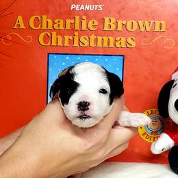 Girl 2 - White Maltipoo puppy in Mabelvale, Arkansas from Durham's Designer Poos