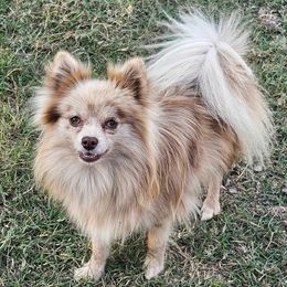 Patty - Pomeranian