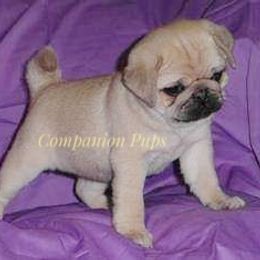 Pug Puppies from Companion Pups