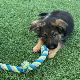 German Shepherds from Sentinel German Shepherds