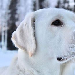 French Bulldogs and Labrador Retrievers from Northern Ridge Retrievers & The Frenchie Babes