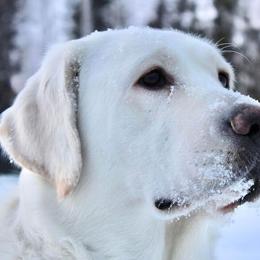 French Bulldogs and Labrador Retrievers from Northern Ridge Retrievers & The Frenchie Babes