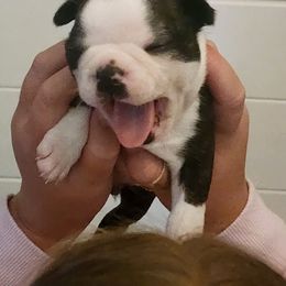 Brindle AKC Taco - Black brindle and white male Boston Terrier puppy in Morristown, Tennessee from Down in the Holler