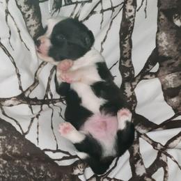 Black and White Boy - Black and white male Cardigan Welsh Corgi puppy in Myton, Utah from Cardigan Corgi Cuties 💓