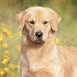 English Setters and Golden Retrievers from Sunset Golden Retrievers and English Setters