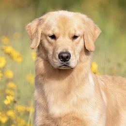English Setters and Golden Retrievers from Sunset Golden Retrievers and English Setters