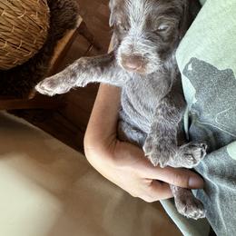 Wirehaired Pointing Griffon Puppies from DOGS COUNTRY GRIFFS