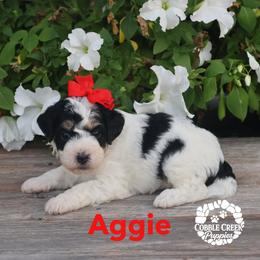 Girl 3 - female Bernedoodle puppy in Heyworth, Illinois from Cobble Creek Puppies