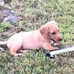 Labrador Retrievers from Caledon Retrievers