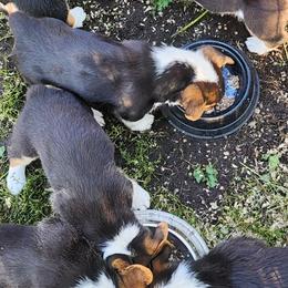 Pembroke Welsh Corgis from Gemmrig Farm