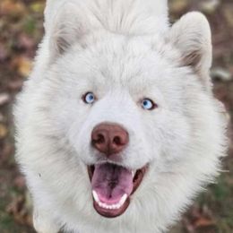 Zero - Siberian Husky