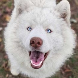 Zero - Siberian Husky