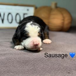 Sausage - Tri-color male Bernedoodle puppy in El Campo, Texas from Little Fur Friends Bernedoodles