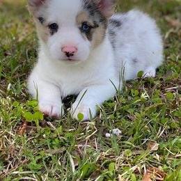 American Corgi and Goldendoodle Puppies from Circle N Farms