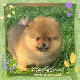 Chili Bean - Chocolate and tan male Pomeranian puppy in Eatonville, Washington from Foxy Forest Poms