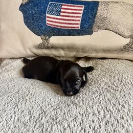 Dachshund Puppies from Lord Frank’s Mini Weeniers