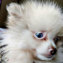 Sir Lancelot - Lavender male Pomeranian puppy in East Mountain, Texas from Fairchild Fancy Pomeranians and Coachella Pomeranians