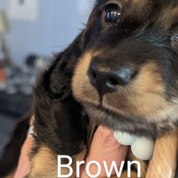 Boy 2 - Dachshund puppy in Homosassa, Florida from Foxies Doxies