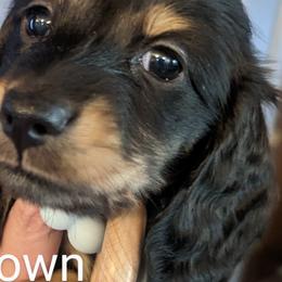 Boy 2 - Dachshund puppy in Homosassa, Florida from Foxies Doxies