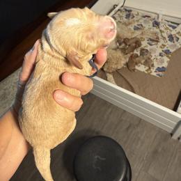 Indy aka Black Collar - Cream male Goldendoodle puppy in Portland, Tennessee from Happy_Tails_by_TJ