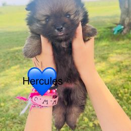 Pomeranian Puppies from Very Happy Ranch