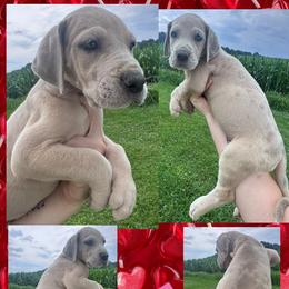 Vodka - Merle female Great Dane puppy in Wellsville, New York from Prophecy Danes