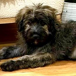 Bouvier des Flandres puppies from Blood Family Frenchies and Bouvs